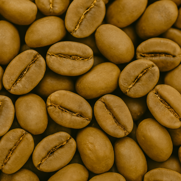 sl28_semilla